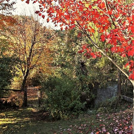 Mole Creek Guesthouse エクステリア 写真